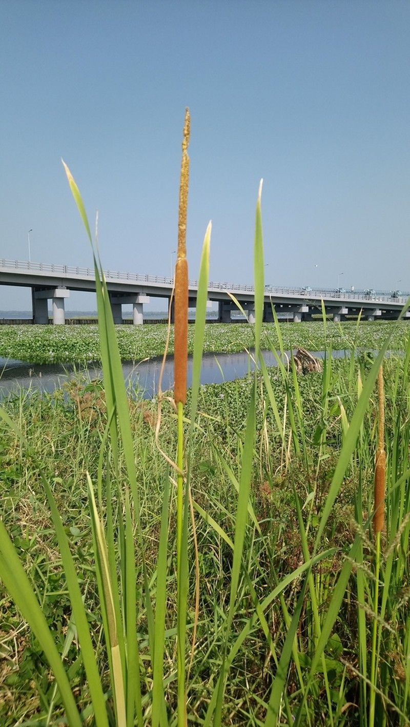 Typha vembanada