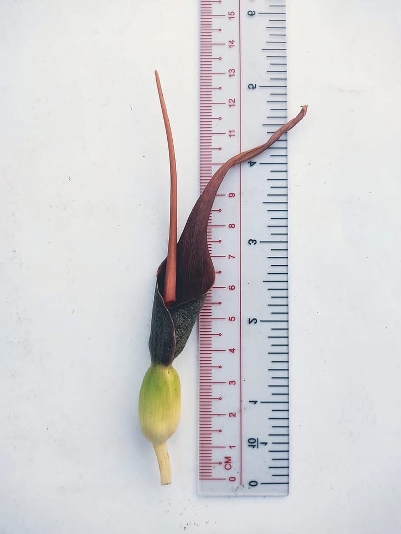 Typhonium aungmyintwinii