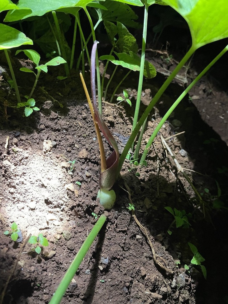 Typhonium aungmyintwinii photo 2