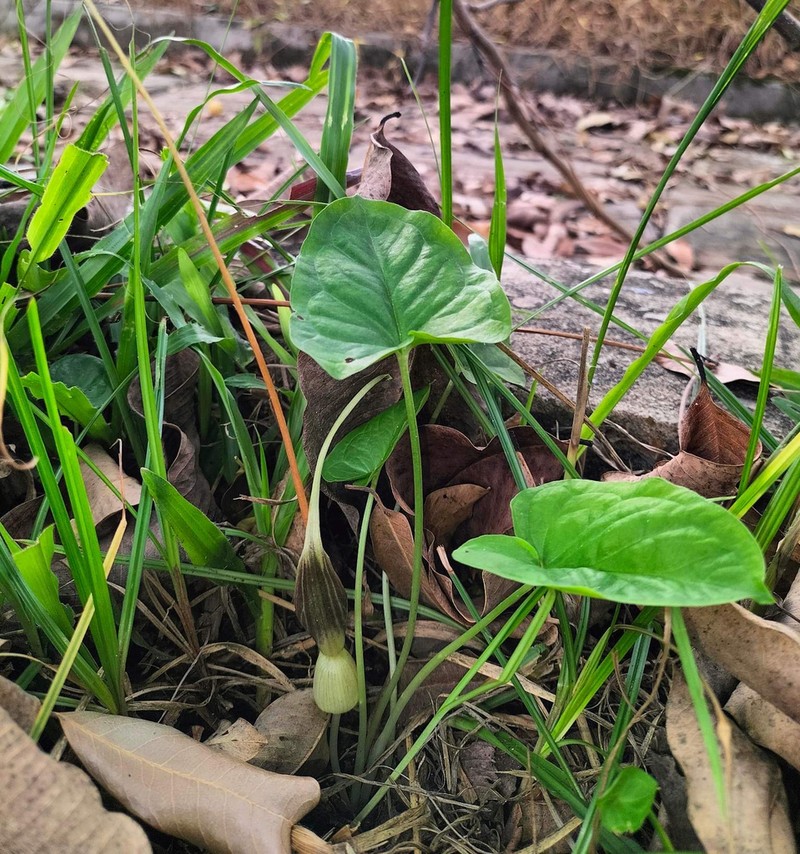Typhonium khonkaenense