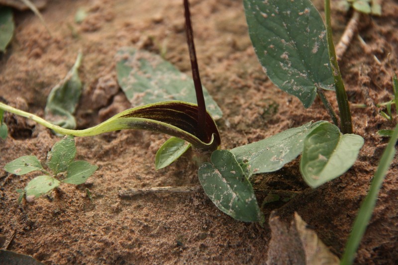 Typhonium khonkaenense photo 2