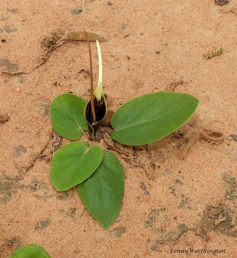 Typhonium khonkaenense photo 3