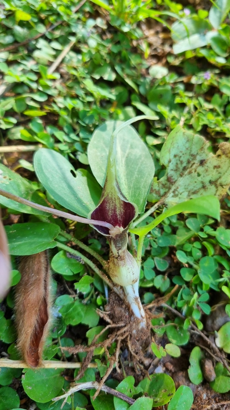 Typhonium khonkaenense photo 6