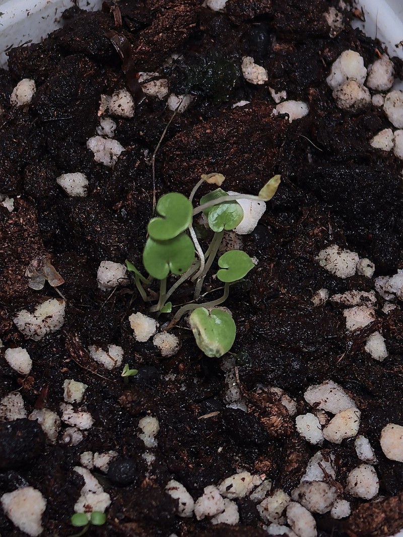Typhonium parvum