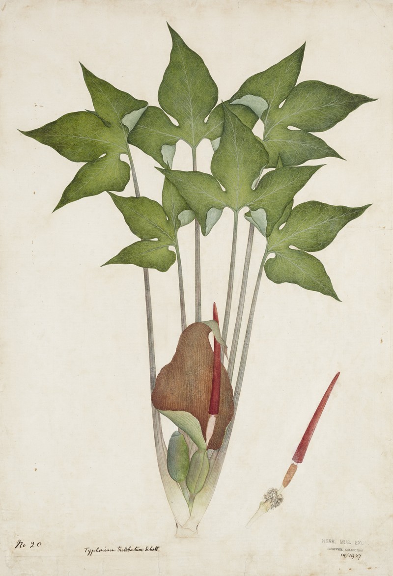 Threelobed Typhonium photo 4