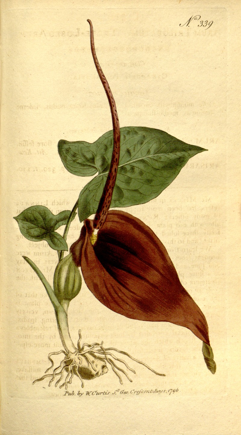 Threelobed Typhonium photo 5