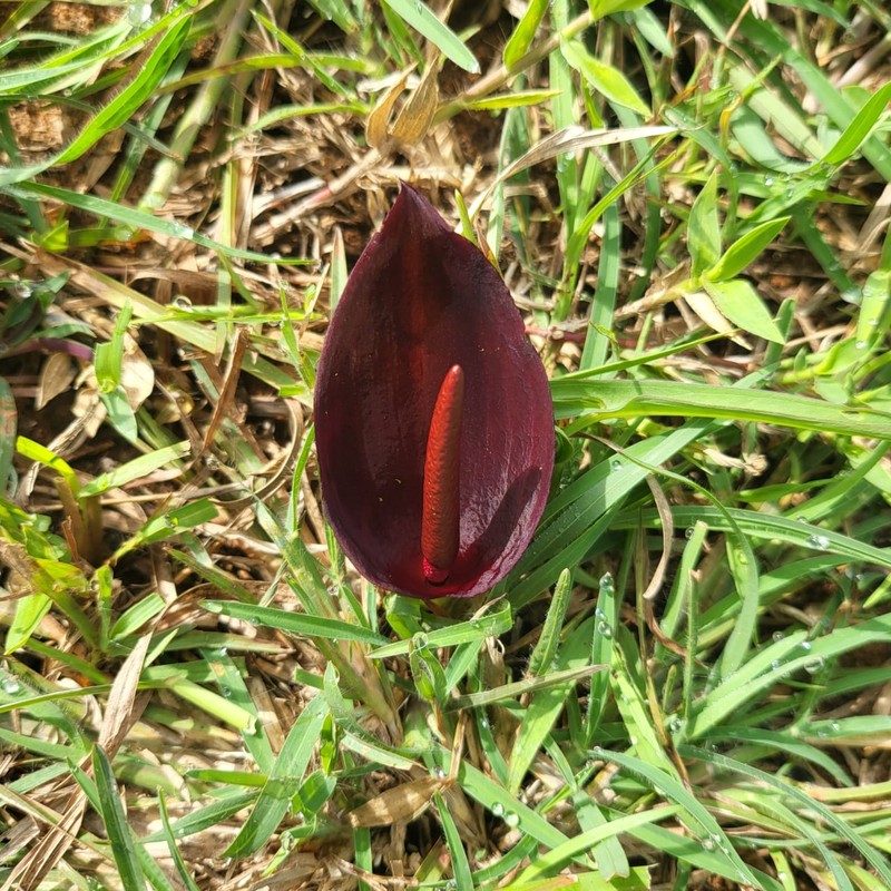 Threelobed Typhonium photo 6