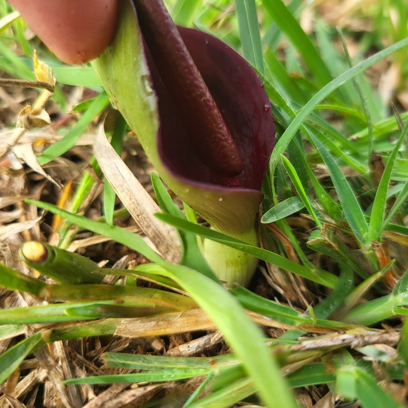 Threelobed Typhonium photo 7
