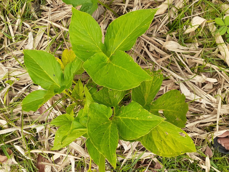 Threelobed Typhonium photo 8