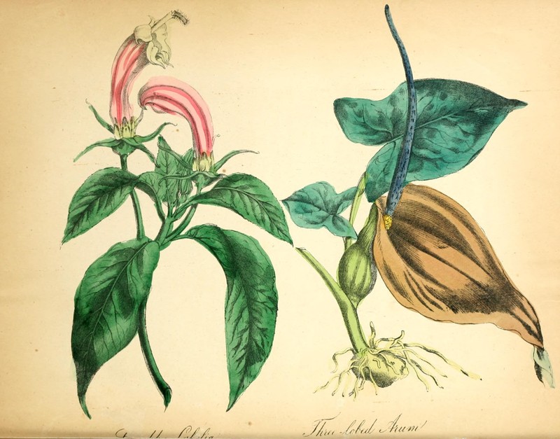 Threelobed Typhonium photo 2