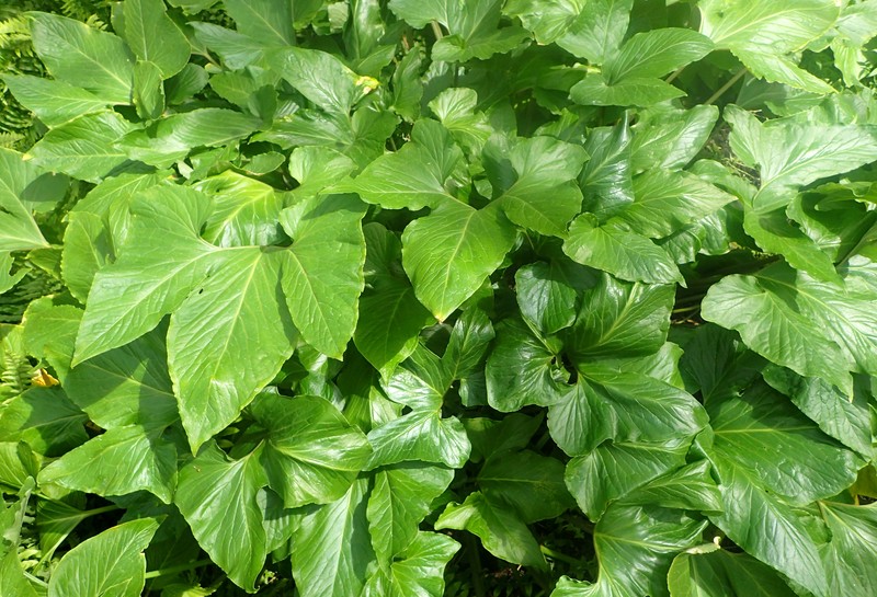 Threelobed Typhonium