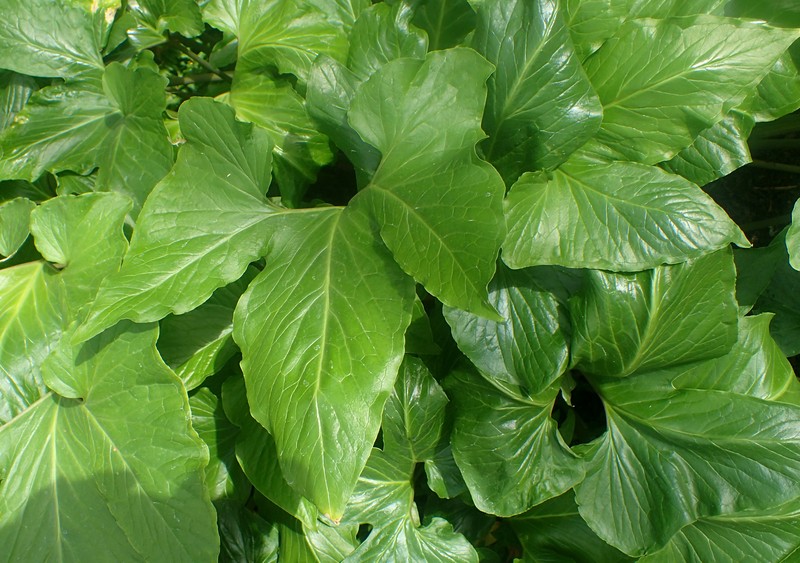 Threelobed Typhonium photo 3