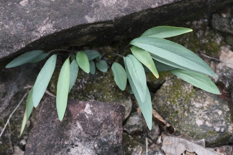 Typhonium vinicolor