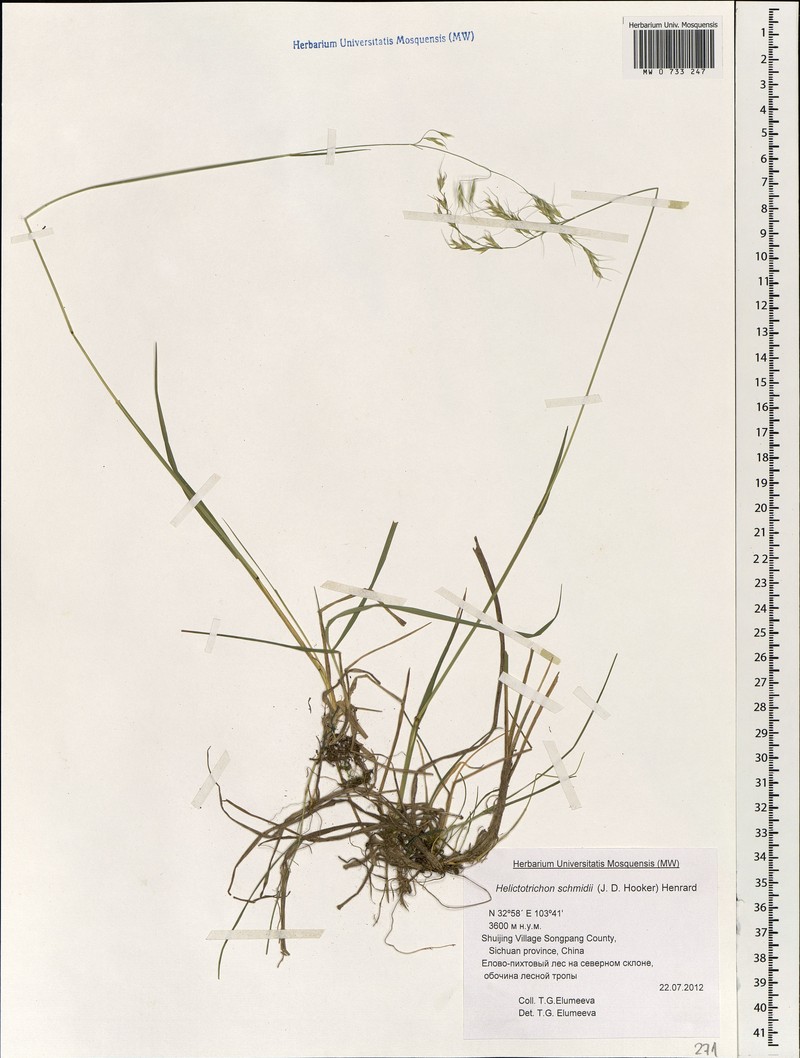 Tzveleviochloa schmidii