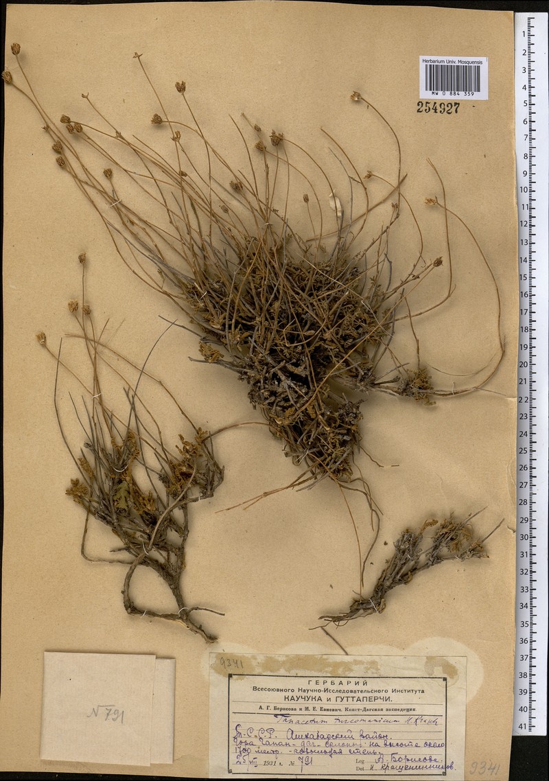 Tzvelevopyrethrum turcomanicum