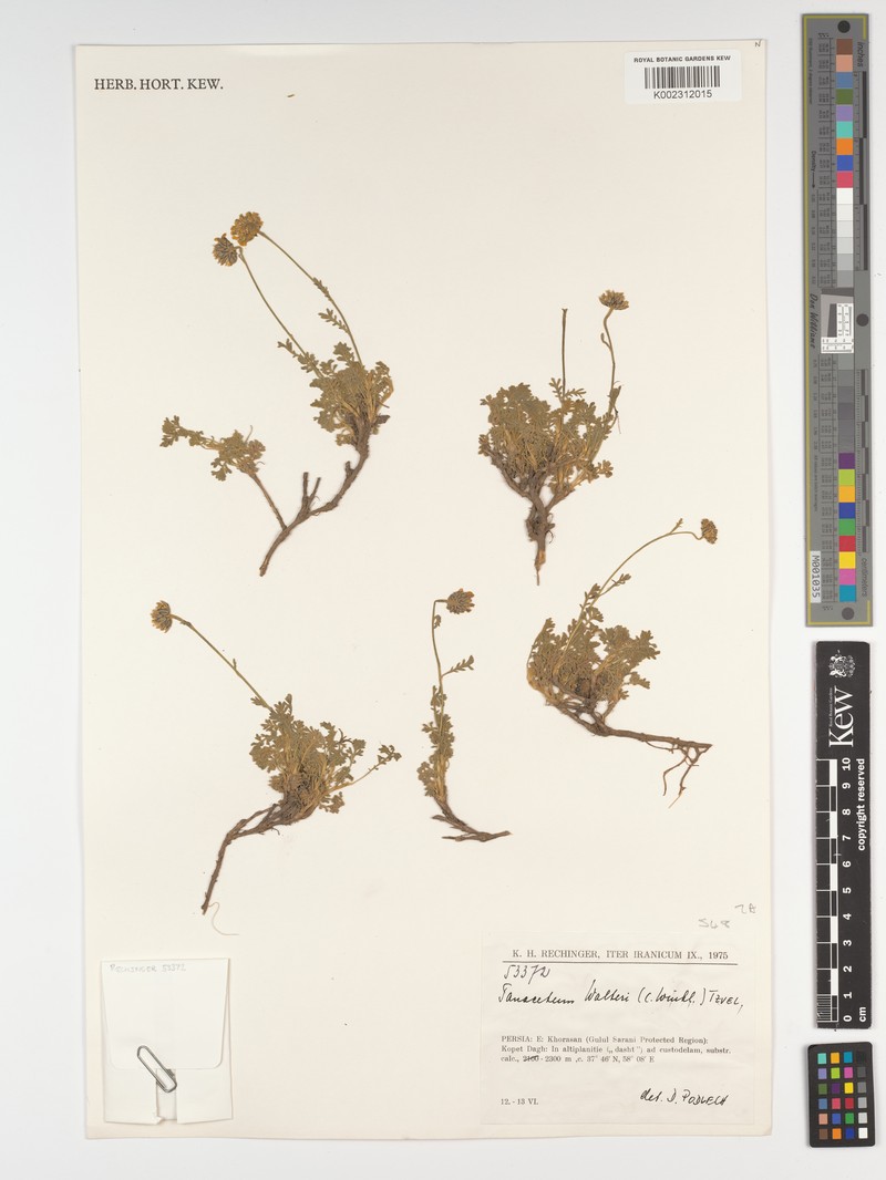 Tzvelevopyrethrum walteri