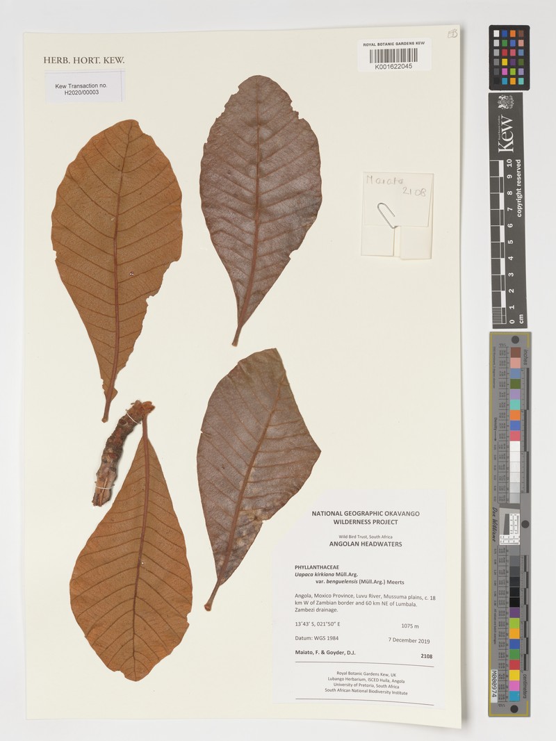 Uapaca kirkiana var. benguelensis
