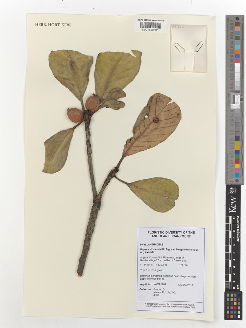 Uapaca kirkiana var. benguelensis photo 2