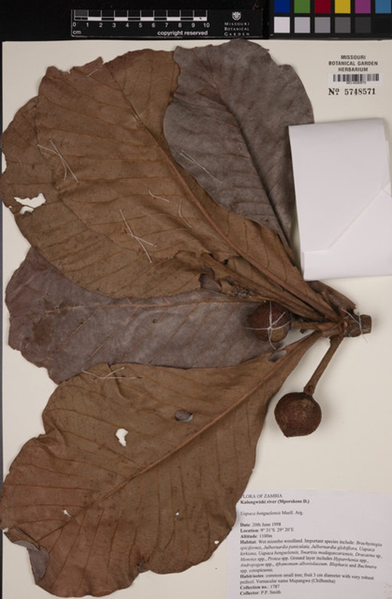 Uapaca kirkiana var. benguelensis photo 3