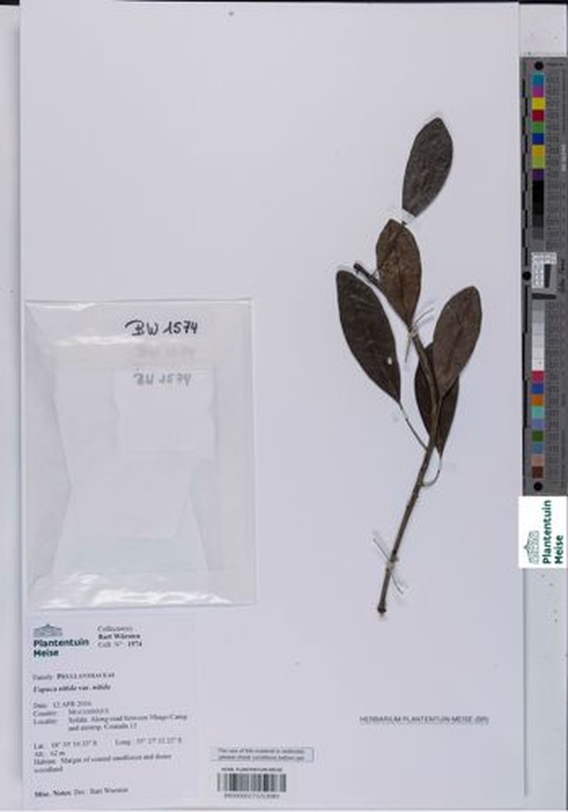 Uapaca nitida var. nitida