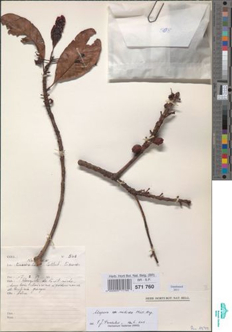 Uapaca nitida var. nitida photo 2