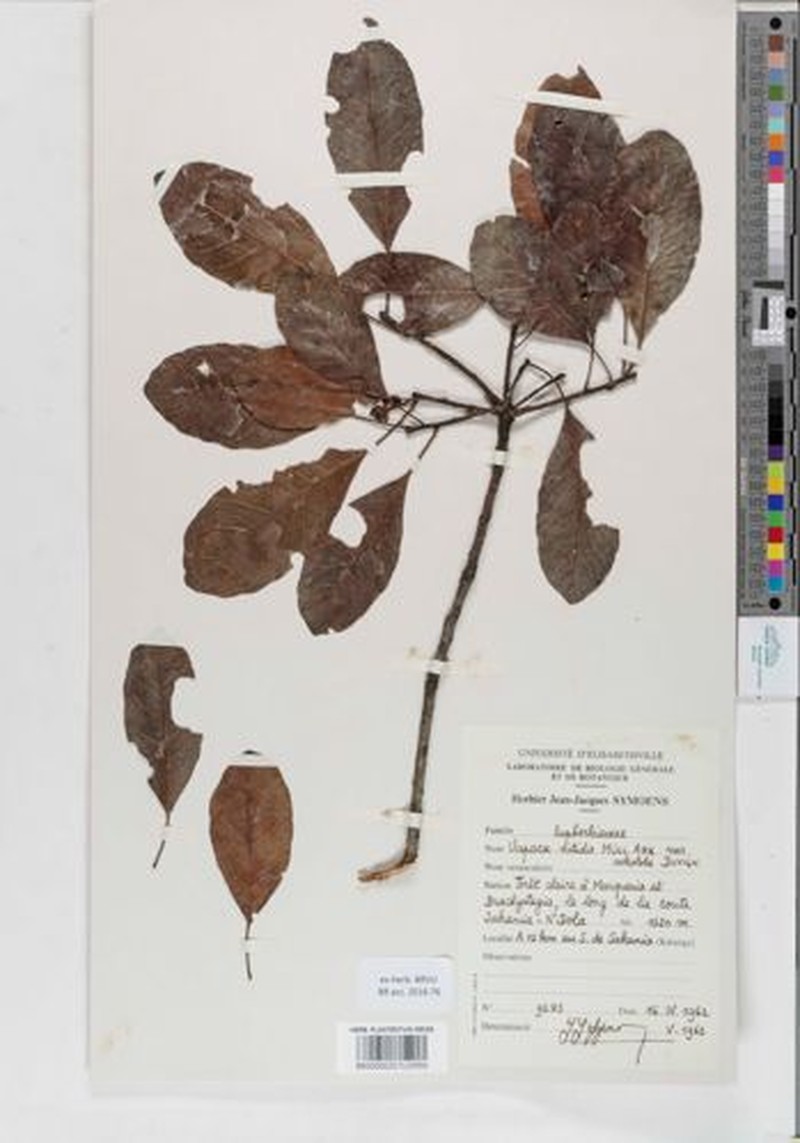 Uapaca nitida var. nitida photo 3