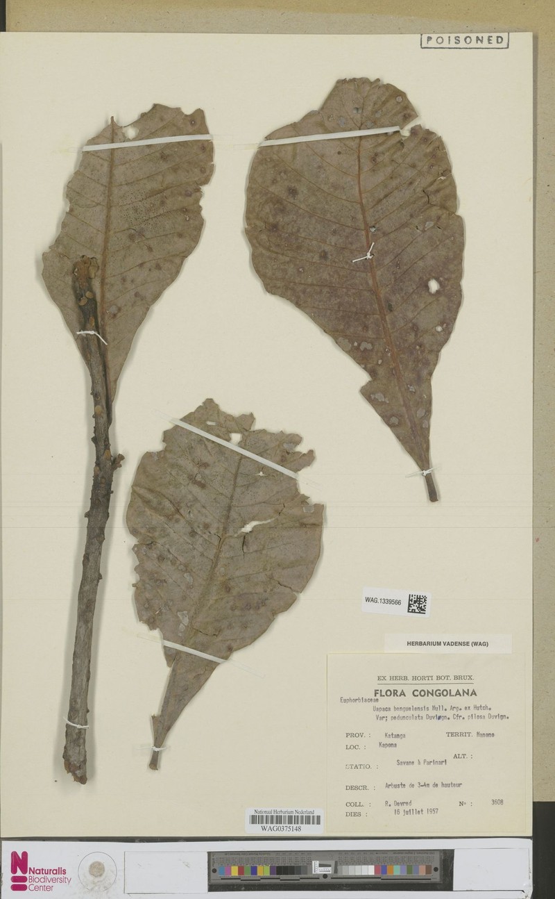 Uapaca teusczii f. pilosa