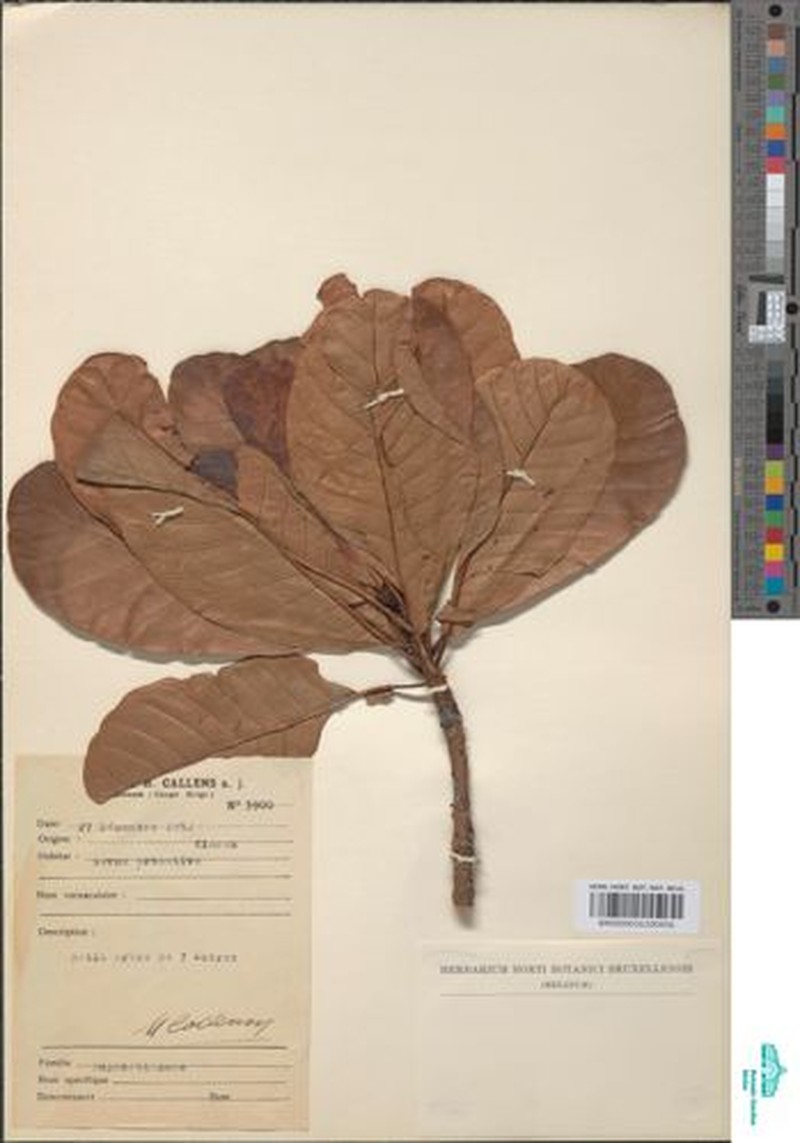 Uapaca teusczii f. pilosa photo 2