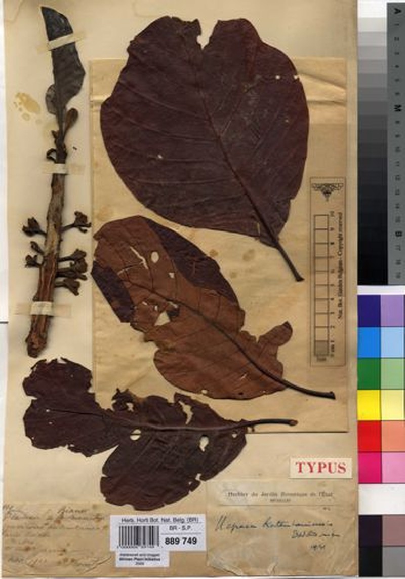 Uapaca teusczii f. pilosa photo 3