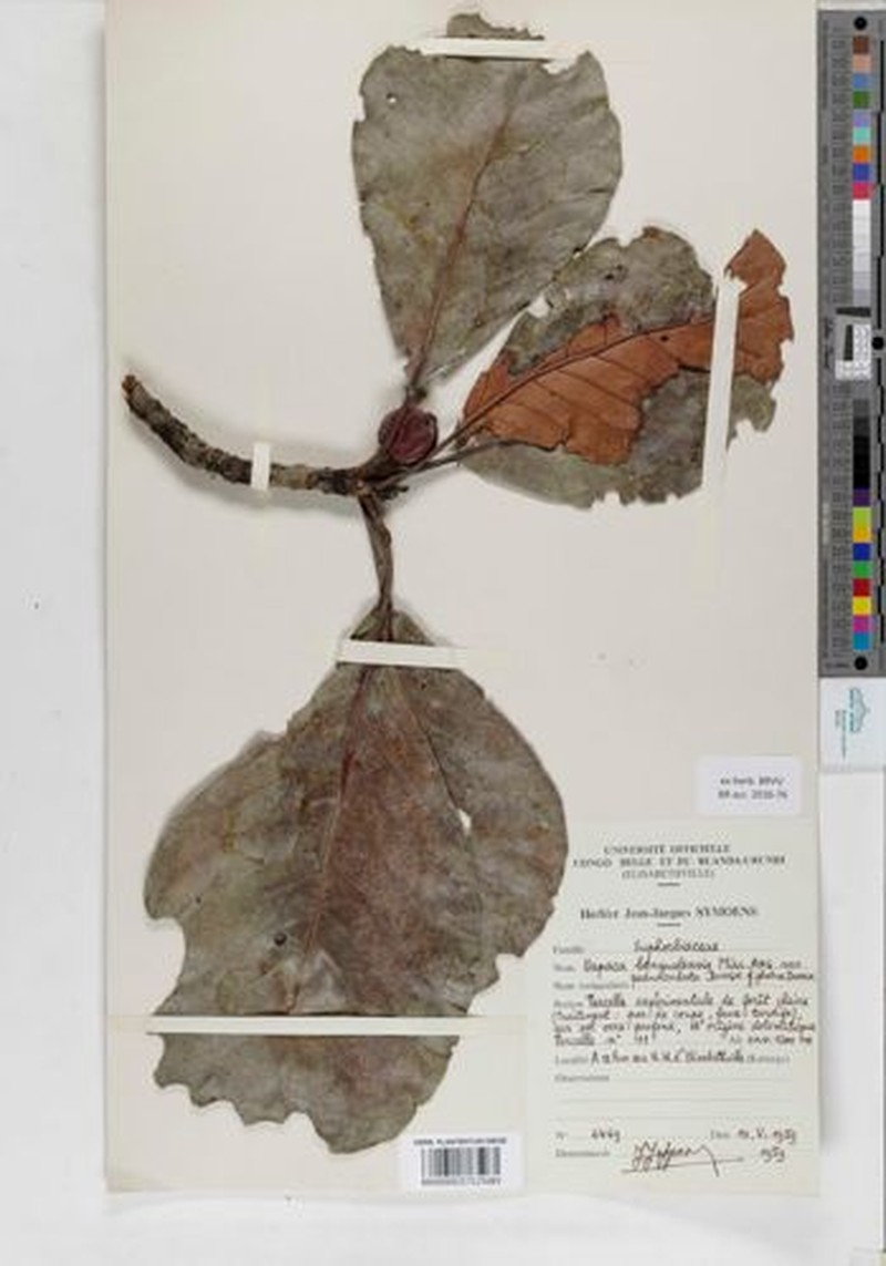 Uapaca teusczii f. teusczii