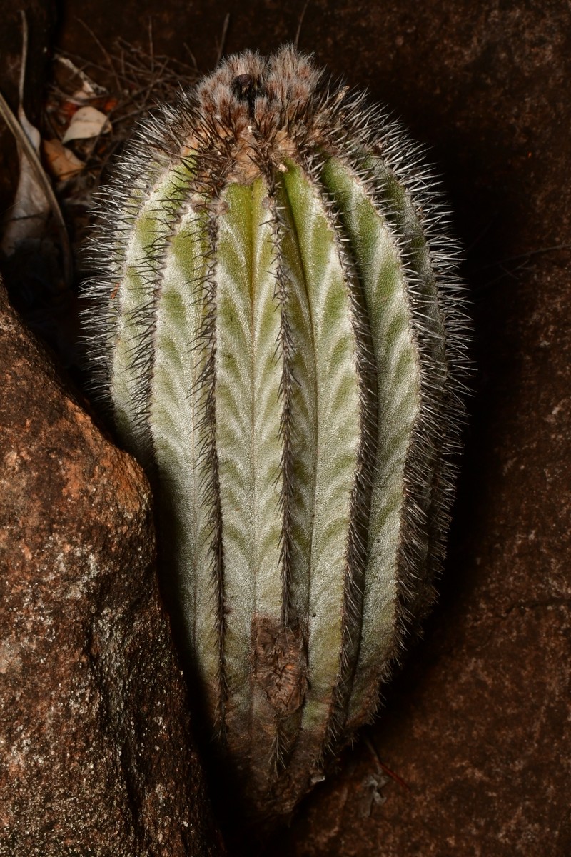 Uebelmannia pectinifera subsp. pectinifera
