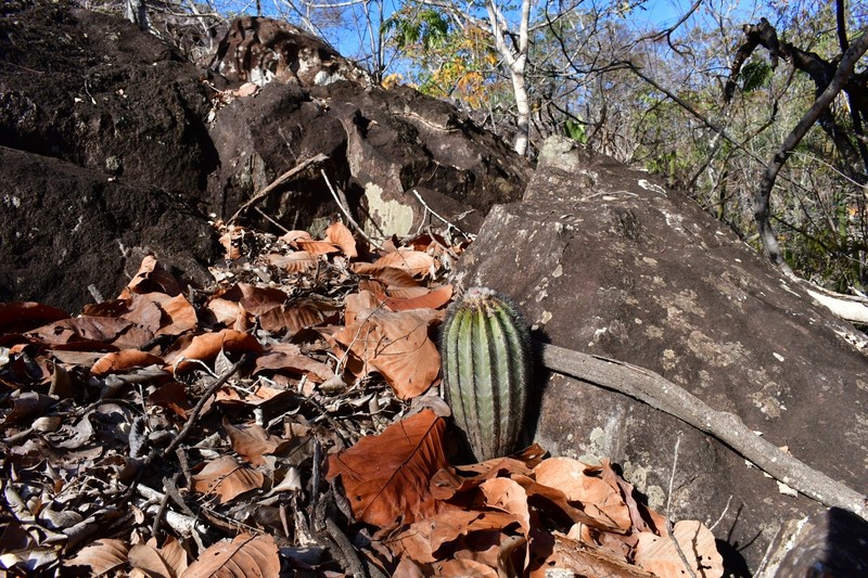 Uebelmannia pectinifera subsp. pectinifera photo 2