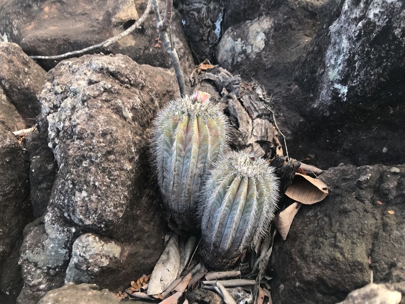 Uebelmannia pectinifera subsp. pectinifera photo 3