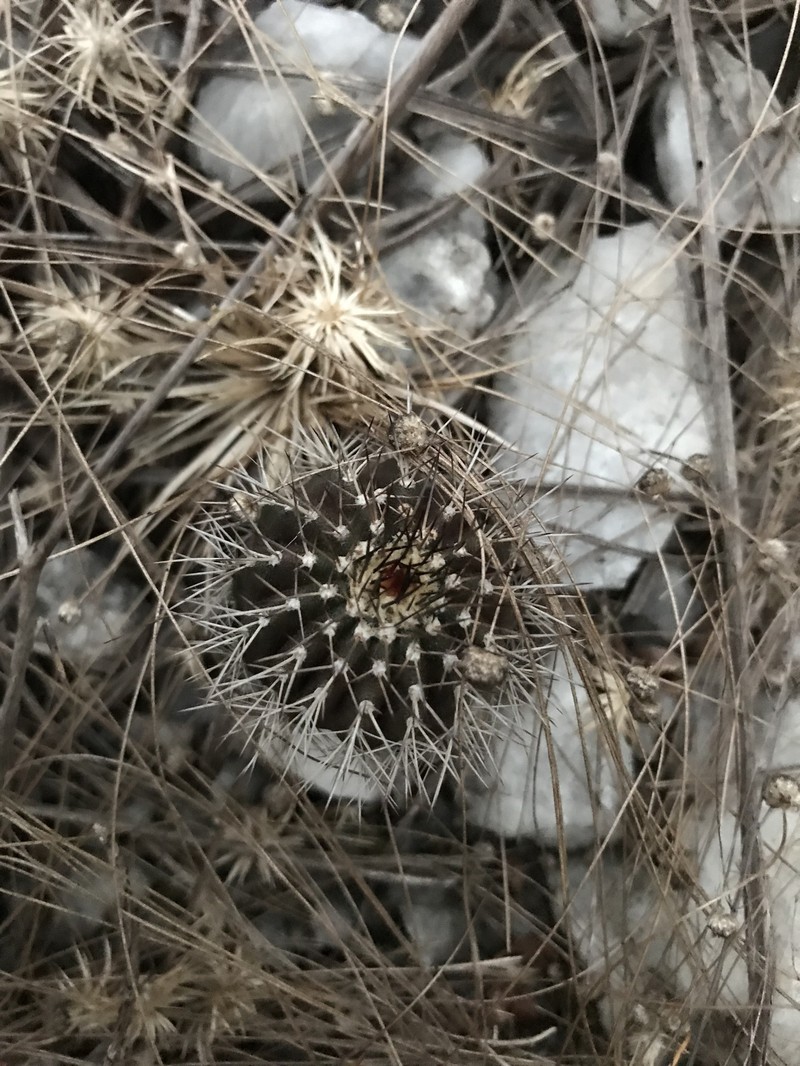 Uebelmannia pectinifera subsp. pectinifera photo 4