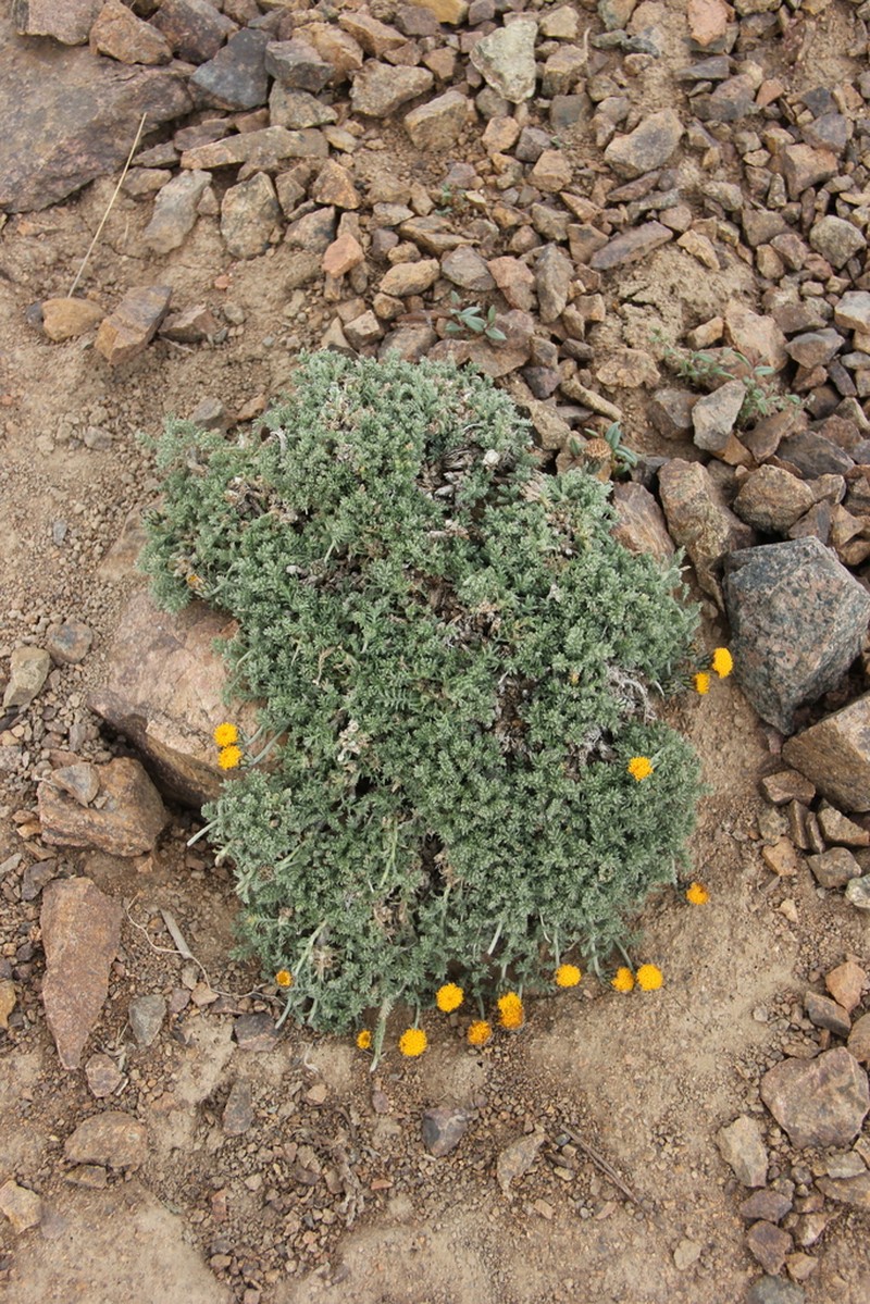 Ugamia angrenica photo 2