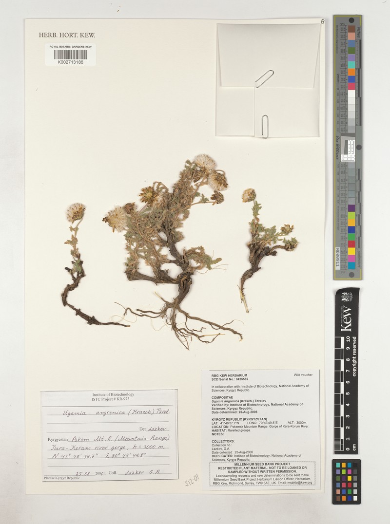 Ugamia angrenica photo 5