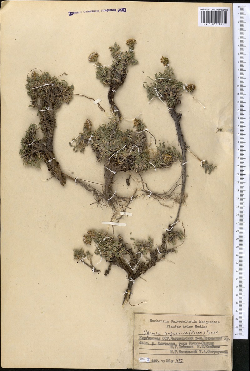 Ugamia angrenica photo 6