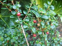 Chilean Guava