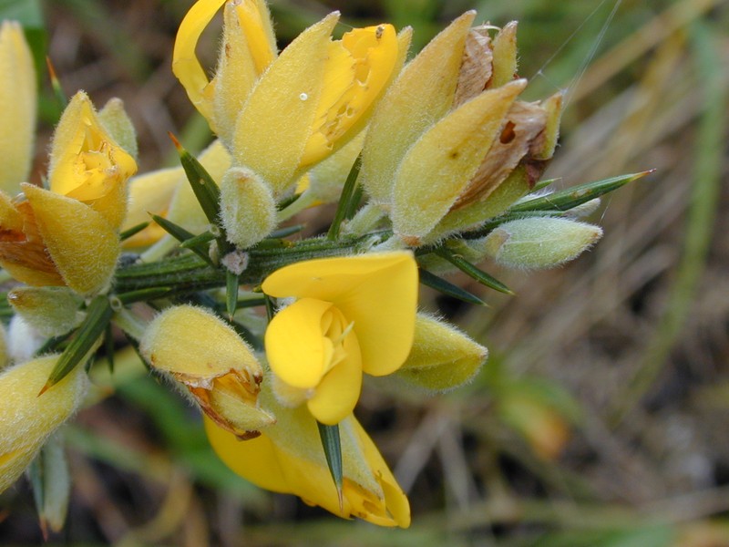 Common Gorse photo 2