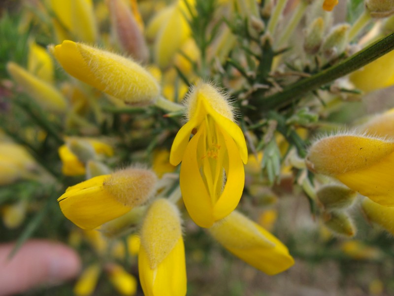 Common Gorse photo 3