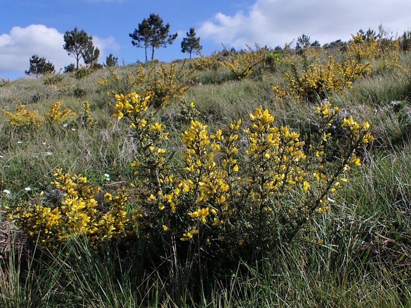 Common Gorse photo 4