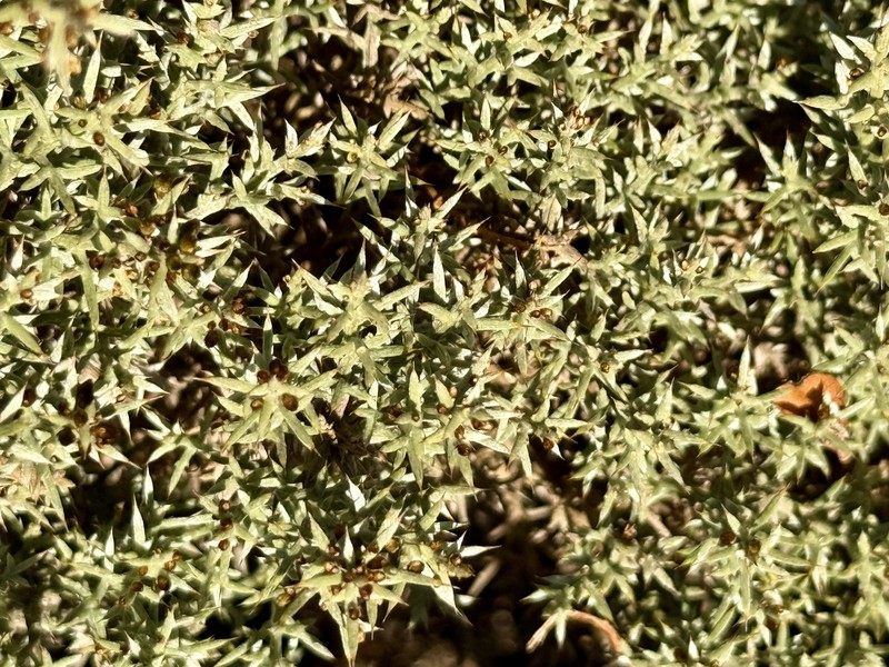 Ulex argenteus subsp. argenteus