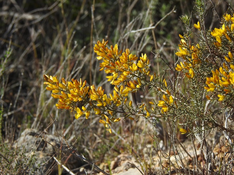 Ulex argenteus subsp. argenteus photo 2