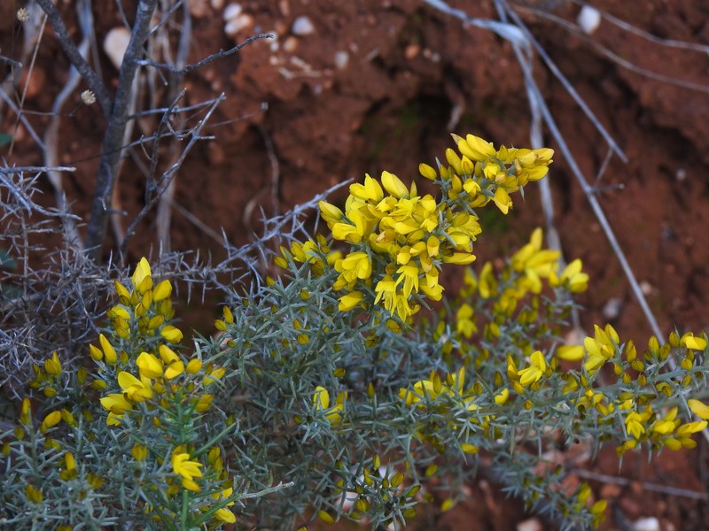 Ulex argenteus subsp. argenteus photo 3
