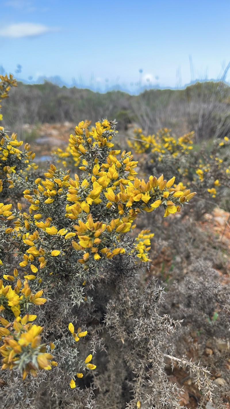 Ulex argenteus subsp. argenteus photo 4