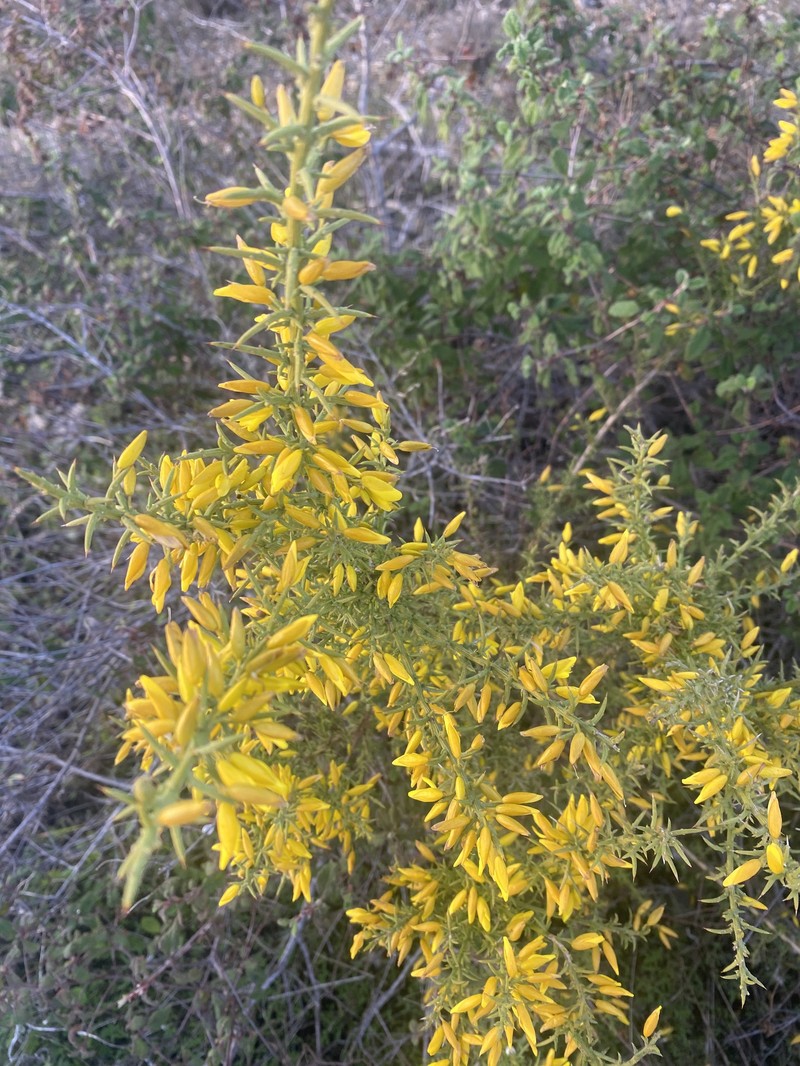 Ulex australis subsp. australis