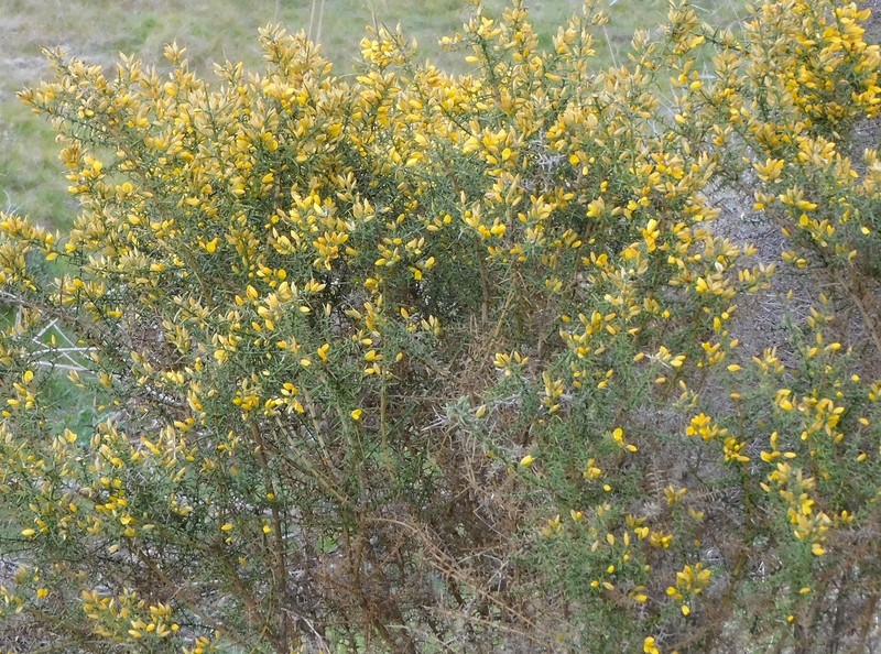 Ulex australis subsp. australis photo 2