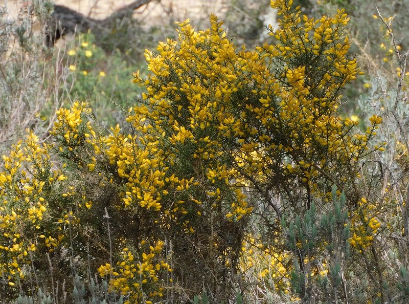 Ulex australis subsp. australis photo 3