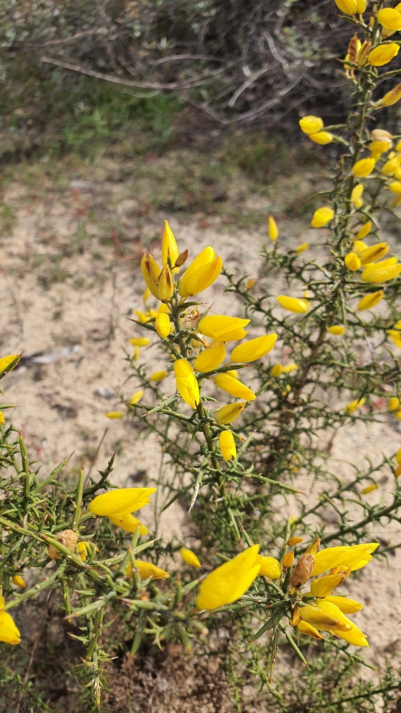 Ulex australis subsp. australis photo 4