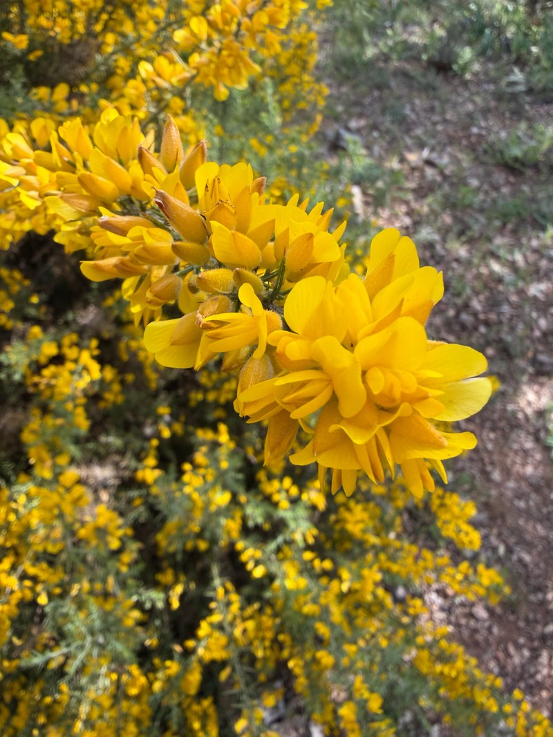 Ulex baeticus subsp. baeticus